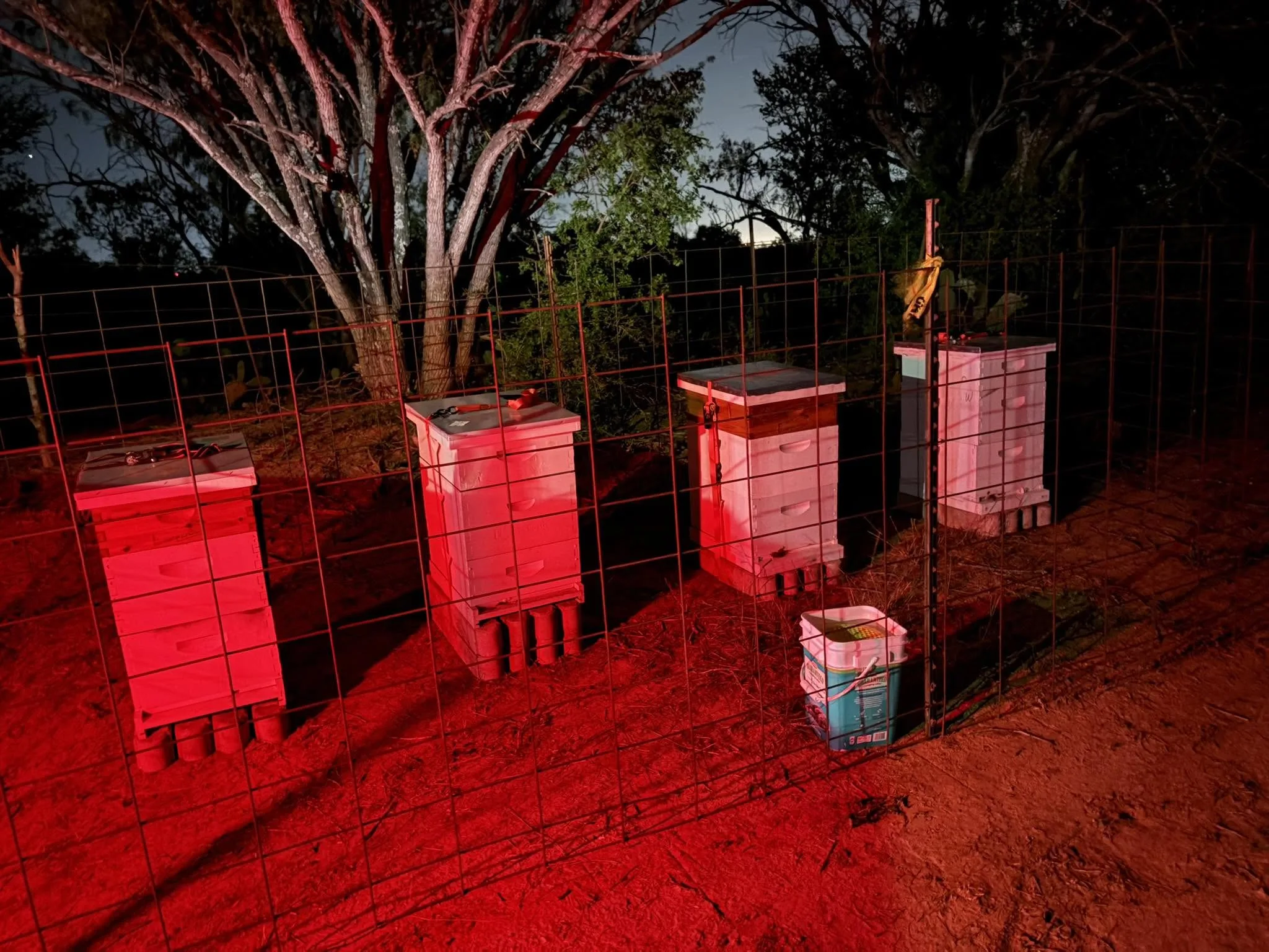 Four 6B’s Ranch beehives lined up along a fence at night in Texas