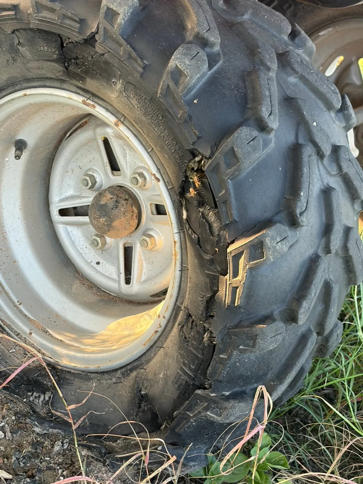 Honeybees entering a colony they built inside a tire before a 6B's Ranch removal in Texas