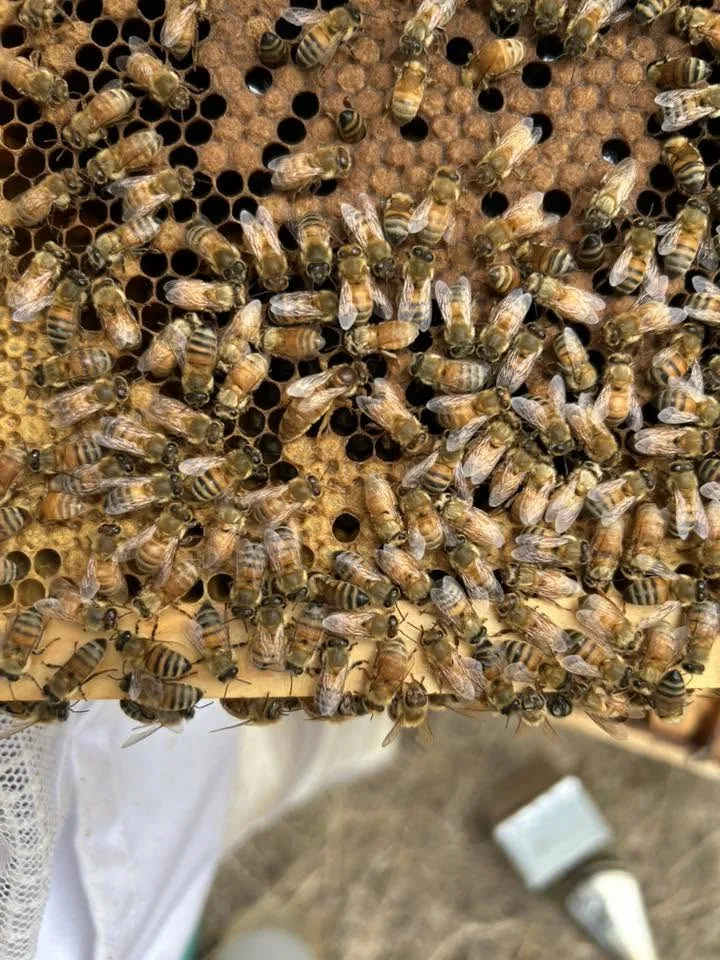 Honeybees covering a frame of brood comb at a 6B’s Ranch apiary in Texas