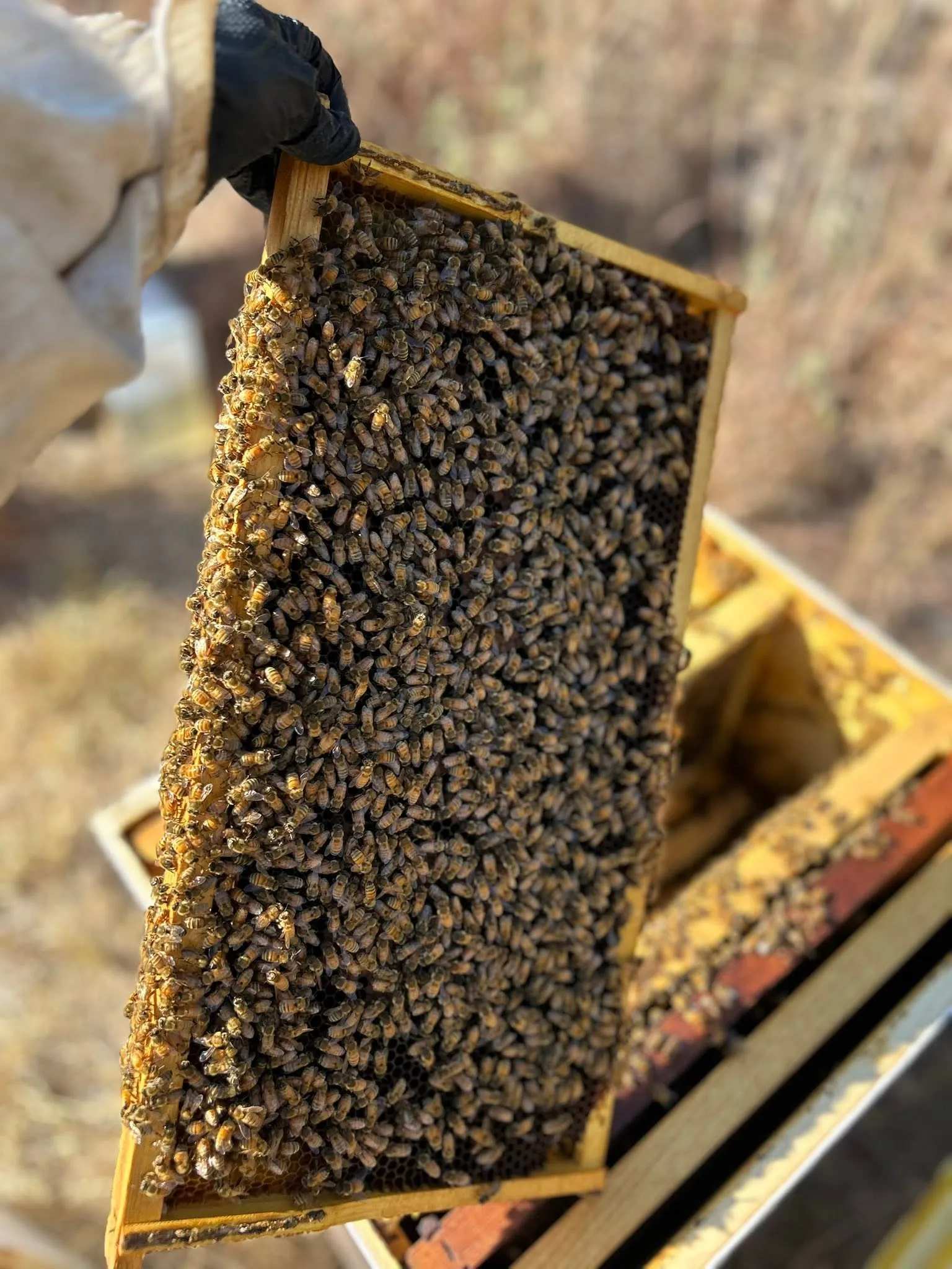 A beekeeper holding a frame densely covered with honeybees at a 6B's Ranch apiary in Texas