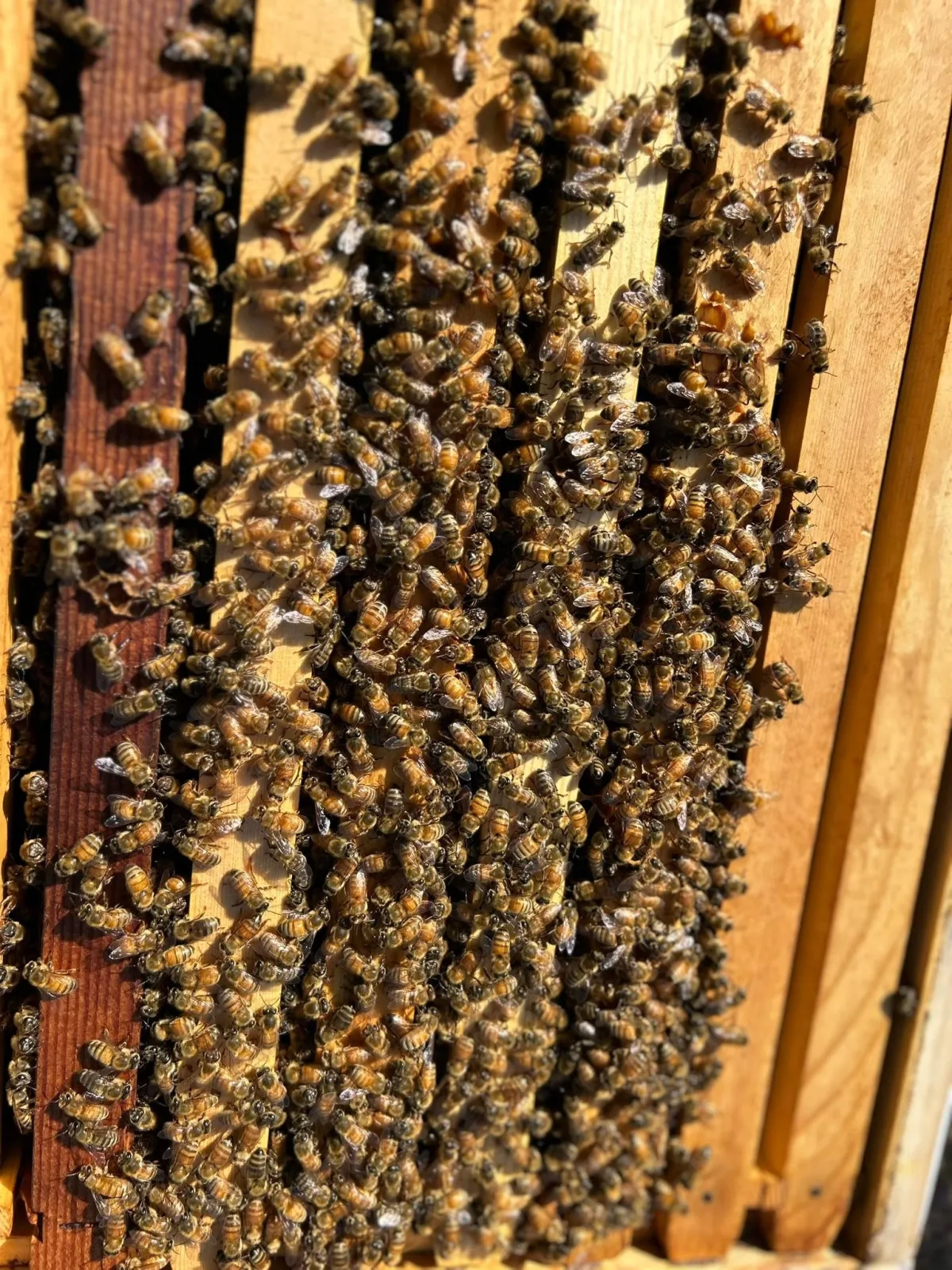 Honeybees covering the frames of an open hive at a 6B's Ranch apiary in Texas