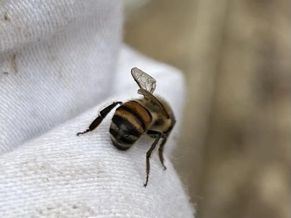 Close-up of a single honeybee resting on a beekeeper’s suit at 6B’s Ranch in Texas