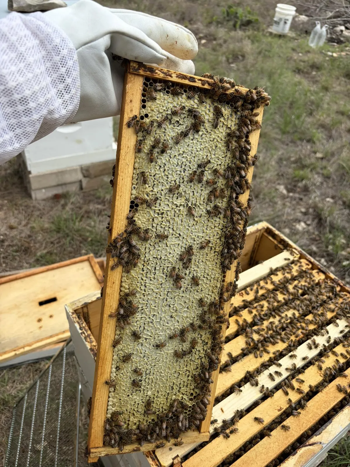 A gloved hand holding a frame of capped honeycomb covered in bees at a 6B’s Ranch apiary