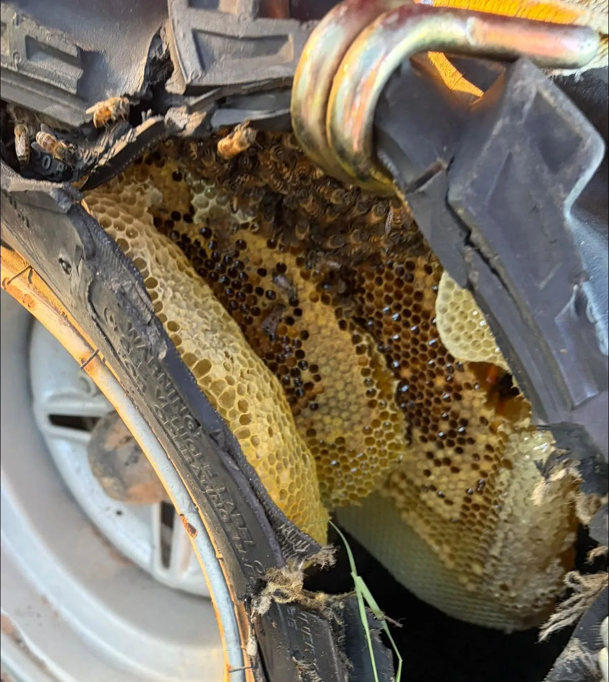 A wild honeybee colony that built honeycomb inside an old tire, a 6B's Ranch removal in Texas