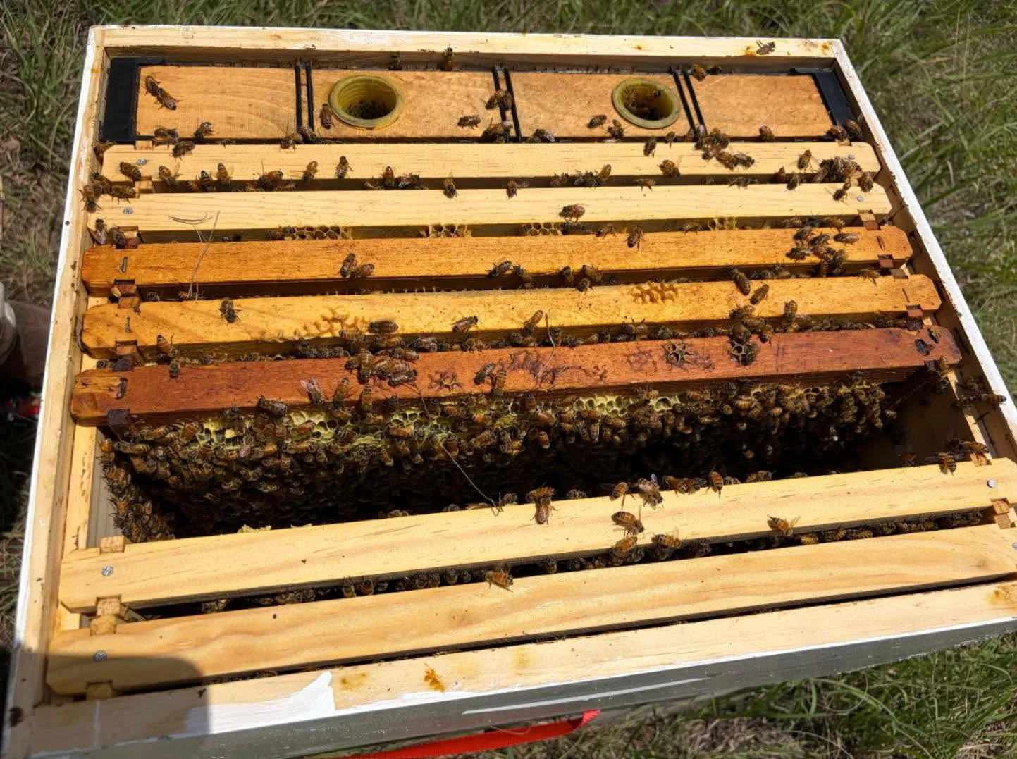 An open nuc box of honeybees at a 6B's Ranch apiary in Texas