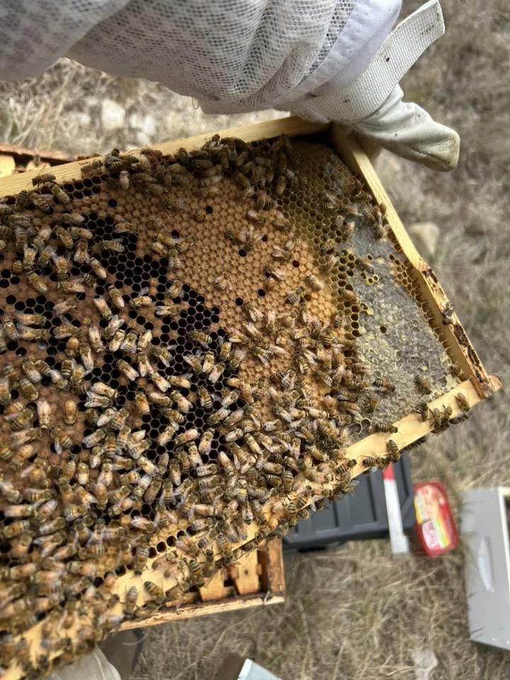 A frame of bees being placed into a nuc box at 6B’s Ranch in Texas